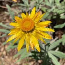 Image result for Pavetta sp. B