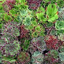 An overwatered succulent's leaves will typically appear soft, mushy, and translucent. Hardiness Zones And Succulents Sublime Succulents