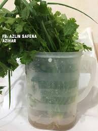 Cara simpan sayur & protein untuk tahan lama | how to store vegetables and protein in the fridge. Cara Simpan Sayur Boleh Pilih Satu Antara 3 Ni Barulah Segar Tahan Lama Keluarga