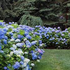 Garden Inspiration New Zealand On Instagram What Colour Hydrangeas Do You Like The Best To Target Blue Flower Garden Inspiration Garden Styles Garden Edging