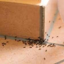 Natron wird vor allem in der küche eingesetzt und ist ein hauptbestandteil von backpulver. Ameisen Im Haus Und Garten Diese Hausmittel Und Tipps Helfen Wirklich Stern De