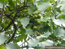 Image result for Rhoicissus tomentosa