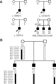 four pedigree charts and a haplotype diagram of the