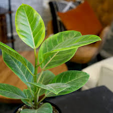 Image result for Ficus variifolia