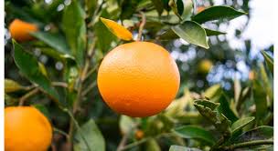 This is the story of a late budding romance, faced with danger and a life at stake. 5 Ventajas De Comprar Naranjas Online