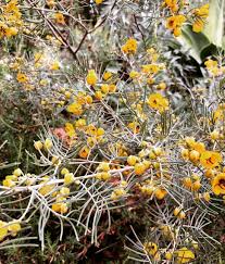 Image result for Cassia agnes