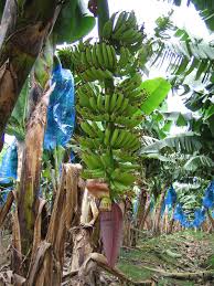 Bananas generally take four to six months for fruit to reach full size after flowering, depending on temperature, variety, moisture and culture practices. Banana Plants Fruit Zoom Banana Tree