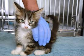 How Long Can Newborn Kittens Survive Without Food Newborn Kittens