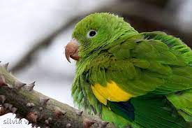 Origin, description, photos, pets, training conure bird cockatoo exotic birds beautiful birds parrots parakeets bee bee butterflies archive. 15 Bee Bee Yellow Winged Parakeet Ideas Parakeet Pet Birds Parrot