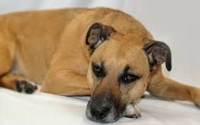 Many of us know how we react to pain, and we think our pets will be the same. How Do I Know If My Dog Is In Pain Vca Animal Hospital