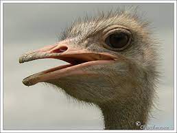 Bible Birds – Ostrich | Lee's Birdwatching Adventures Plus