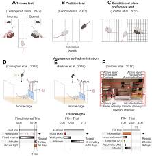 Animal Models Of Or For Aggression Reward Addiction And Relapse Behavior And Circuits Journal Of Neuroscience