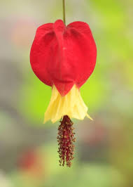 1 here's the problem with growing these plants: How To Care For Chinese Lantern Plants In Australia Chinese Lanterns Plant Chinese Lanterns Plants In Australia