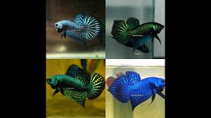Check out our franks bettas selection for the very best in unique or custom, handmade pieces from well you're in luck, because here they come. The Coolest Wild Type Bettas And Hybrids Franksbettas