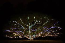 The Light Crew At The Norfolk Botanical Garden Helps Me See Trees In A Whole New Light Come To The Domini Garden Of Lights Garden Help Botanical Gardens