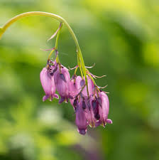 Check spelling or type a new query. Pacific Northwest Native Plant Profiles Real Gardens Grow Natives
