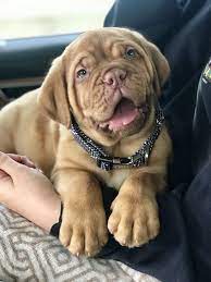 Dogue De Bordeaux French Mastiff Puppies Bordeaux Dog Mastiff Puppies