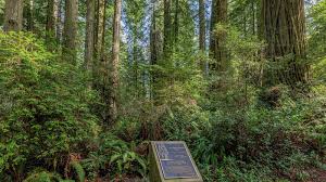 Lady bird johnson grove hike. Lady Bird Johnson Nature Trail Stop 7 U S National Park Service