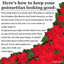 Poinsettia Care Poinsettia Plant Christmas Plants Poinsettia Poinsettia
