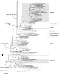 Image result for Raphidiocystis phyllocalyx