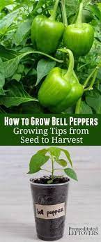 How To Grow Green Bell Peppers In Your Vegetable Garden How To Start Bell Peppers From Seeds How T Growing Bell Peppers Growing Green Peppers Growing Peppers