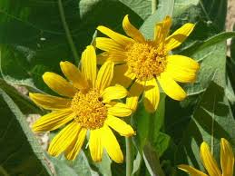 I noticed them as just ground plants, without the tall stalks and buds, last fall and they were green all winter. What Is This Yellow Daisy Like Flower Flowers Forums