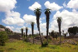 Image result for Dombeya shupangae