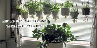 Price and stock could change after publish date, and we may make money from these links. 15 Best Indoor Hanging Plants To Decorate Your Home