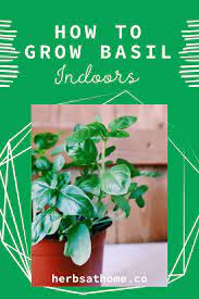 How To Grow Basil Indoors Growing Basil Indoors Growing Basil Growing Herbs At Home