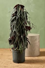 Image result for Cissus