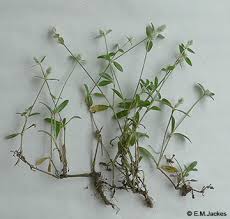 Image result for Gomphrena celosioides