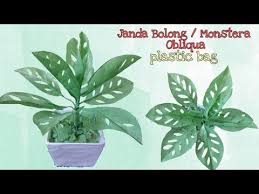 Diy Tanaman Janda Bolong Monstera Obliqua Dari Plastik Kresek How To Make Flower With Plastic Bag Youtube Tanaman Bunga Kreatif