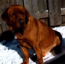 May 30, 2021 @ 8:42 am | for questions about reserving your new oak hill farm standard poodle please call: Fox Red Labradors Hoerters Gander Acres