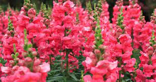 Snapdragon Care How To Grow Snapdragon Flowers Snapdragon Flowers Annual Flowers Plants