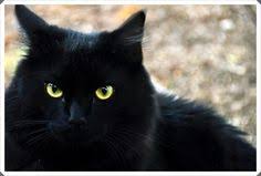 Ruyada Siyah Kedi Gormek Kediler Ve Yavrulari Kara Kedi Hayvanlar