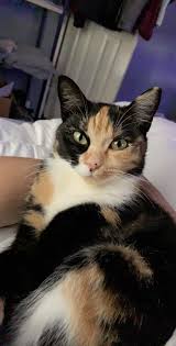 Cat owners and enthusiasts have heard a number of fascinating myths about male calico cats. Missing Small Calico Cat N Rocksprings Area Indale W Hancock Athens