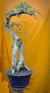 Tanaman bonsai fuschia termasuk dalam daftar rekomendasi tanaman bonsai tokopedia ni toppers. I Pinimg Com 474x Af 35 F0 Af35f022f8ccfad4dc2e