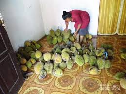 Yang kuat makan dipersilakan makan. Pesta Durian Di Klaten