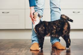 Dixie highway, boca raton, fl 33487. 7 Tips For A Healthy Pet In 2020 Vet In Toney Countryside Veterinary Hospital