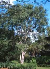 Image result for Ptaeroxylaceae