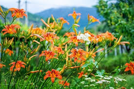 Pink flowers in the winter are also edible. Espoma 5 Edible Flowers To Grow In Your Garden Espoma