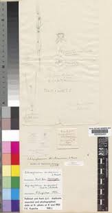 Image result for Aspidoglossum glabellum