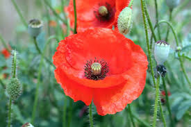Free Image On Pixabay Poppy Flowers Plants Nature Red Plants Flowers Poppy Flower