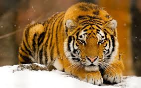 Wildlife Wallpapers Top Free Wildlife Backgrounds Wallpaperaccess If you see some download free wildlife wallpapers you'd like to use, just click on the image to download to your desktop or mobile devices. wildlife wallpapers top free wildlife