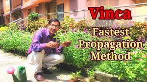 What is the best way to root a cutting of vinca minor? Fastest Propagation Method Of Vinca Sadabahar Youtube