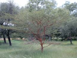 Image result for Acacia hockii