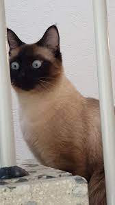 The Spider Is In The Floor Siamese Cats Cat Spray Cat Grooming