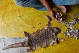 Pangolins—who, when left in peace in their natural habitat, prefer to keep to. Pangolins The World S Most Illegally Traded Mammal In Pictures Environment The Guardian