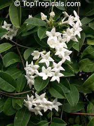 The heavily perfumed ivory petals are used in hawaiian leis, hence, also known as the garland flower. evergreen species easy to grow with good light. Pin On Plants Flowers