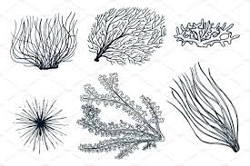 Marine Plants Seaweed Sea Life Marine Plants Ocean Drawing Ocean Art Painting